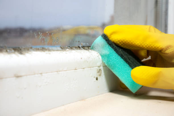 Best Affordable Mold Removal  in Ocean City, FL